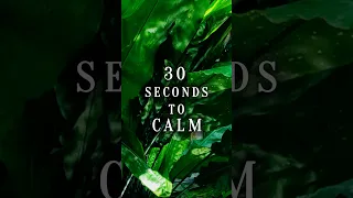 30 sec QUICK CALM luminous plant in SLOW MOTION! | Nature Gazing Healing  #mindfulnessmeditation