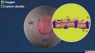 Cell Membrane and Cell Wall