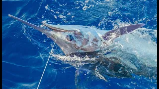 Losing the biggest Blue Marlin of the World Tour - Leg 6, Trip 2 - Azores