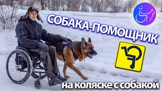 Собака помощник инвалида. На коляске с собакой.