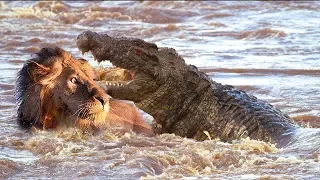 Crocodile attack a Male Lion cross the river - Lions vs Crocodile, Moments of Wild Animals 2018  - C