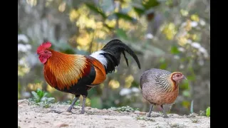 Hunting Wild Chicken and cook it in bamboo