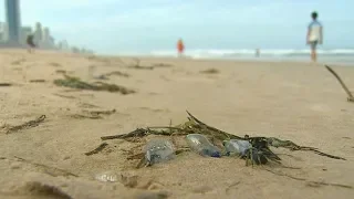 3500 человек в Австралии пострадали от опасных медуз