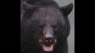 This Black Bear Tried To Rip Allena Hansens Face Off!