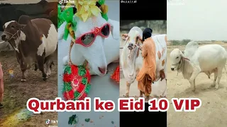 Viral TikTok videos | Eid ul adha 2019 | Qurbani ka janwar ki video | Beautiful 10