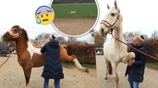 Osteopaat vindt PIJNLIJKE plekken & WILD DIER laat paarden schrikken! | felinehoi VLOGMAS #499