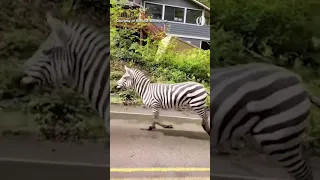 Loose zebras stop traffic on Washington highway