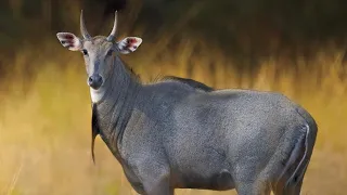 The most UNUSUAL Big Game in TEXAS *NILGAI* Catch & Cook