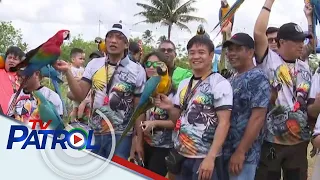 KBYN: Parrots tinuturuang makabalik sa mga amo gamit ang pito | TV Patrol