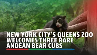 New York City's Queens Zoo welcomes three rare Andean bear cubs | ABS-CBN News