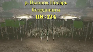Русская рыбалка 4 •  Вьюнок • Носарь • Турниры • Помогаем Новичкам • от ЧокопайТВ