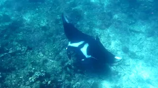 Snorkeling Raja Ampat. Misool. Oceanic Mantas in Magic Mountain Indonesia. November 2023