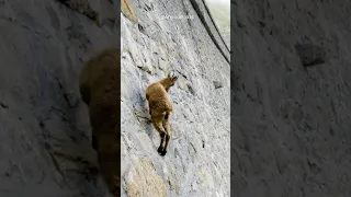 IBEX Risk Their Lives Climbing Nearly Vertical Walls 😳 #shorts