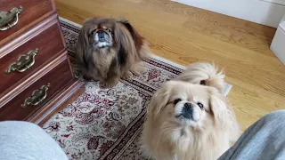 Adorable, cute, funny Pekingese dogs whining for daily walk.