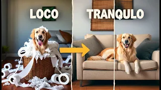 🟡🐶 Haz ESTO para CALMAR a tu GOLDEN RETRIEVER