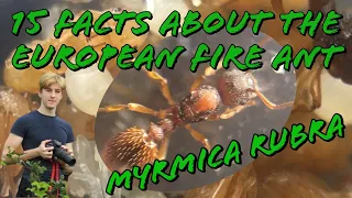 15 Facts About The European Fire Ant (Myrmica Rubra) | MyLivingWorldsAnts