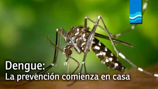 El dengue y su prevención