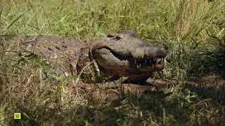 WILD SUDÁFRICA: TIERRA DE GIGANTES | NAT GEO WILD