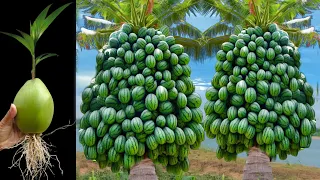 Unique Technique: For Grafting Coconut And Watermelon Using Eggs / Growing faster and Has Many Fruit