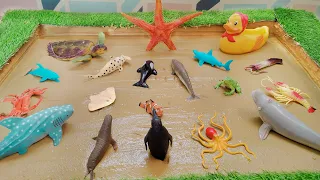 The Unexpected Adventures of Sea Animals and Ocean Creatures in the Sandbox
