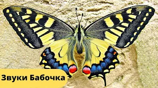Звуки бабочек /Бабочки шелест и порхание крыльев/Самые красивые моменты с бабочками/Butterfly sounds