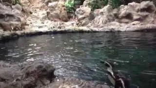 Penguins having a splash at 'Planet Penguin' at Loro Parque