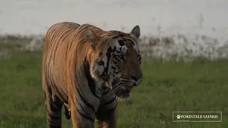 Tiger Shambhu Tadoba Forestale Safaris