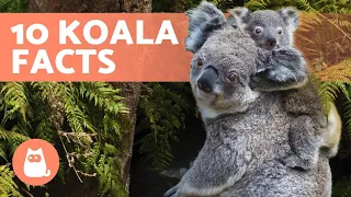 10 FACTS You Didn't Know About KOALAS 🐨🌿 Find out!