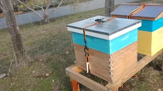 Strapping down beehives just before high wind advisory