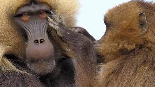 Gelada Baboon Reacts to Being Cheated on With Fury