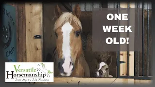 He Is Eating Rocks!  Life Of A One Week Old Colt // Versatile Horsemanship