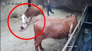 Terrifying moment cow attacks four year old girl