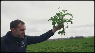 Lauka apskats ar Nufarm, 3. daļa, ziemas rapsis