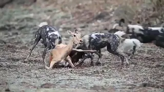 Impala eaten alive by wild dogs