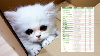 極短足子猫が病院で検査を受けたら異常が見つかりました