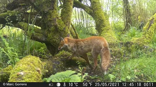 Cameraval - wildcamera Strex maakt prachtige beelden van vos Rundvoort Oelegem 25 mei 2021