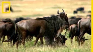 Le gnou du parc national du Serengeti