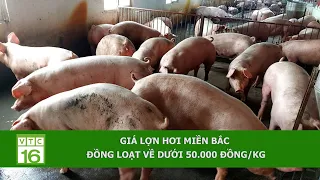 Giá lợn hơi miền Bắc đồng loạt về dưới 50.000 đồng/kg | VTC16