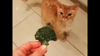 Kedi Brokoli Görünce Kaçıyor (Cat afraid of broccoli)