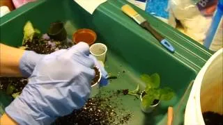 Separating African Violet Babies