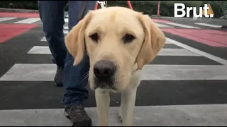 Comment sont formés les chiens guides d'aveugles