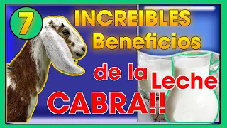 LECHE de cabra 7 increíbles BENEFICIOS  de esta  | Ing. Jannin Hernández Blandón