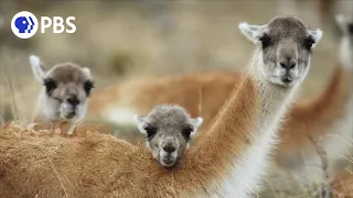 The Unique Birthing Ritual of Guanacos