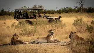 Roar of Africa: Embark on a Thrilling African Safari with Majestic Lions"🌎🦁