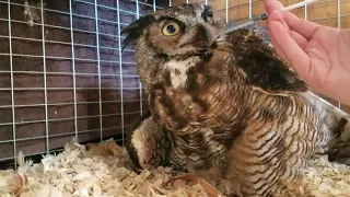 Rescuing a Great Horned Owl