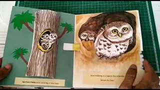 Birds- A Pop-Up Book ( Handmade book)