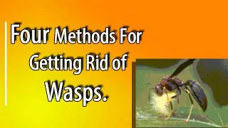 Four Ways To Eliminate Wasps Around Your Homestead