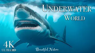 Discover the Wonders of the Underwater World 4K - A Beautiful Marine Life Film with Relaxing Music