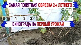 🍇 Просто! Обрезаем ДВУХЛЕТНИЙ куст винограда на УРОЖАЙ. Выбираем ДЛИНУ рукава и плодовой стрелки.