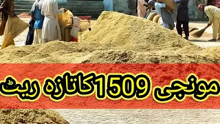 آج مونجی کا ریٹ غلہ منڈی علی پور چٹھہ 2022-08-21